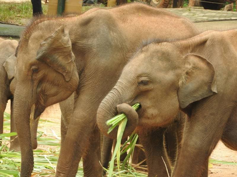 Elephant calves walking together